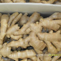 Chinese Ginger (Fresh ginger, air dry ginger)